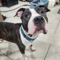 Thumbnail photo of Deebo #2