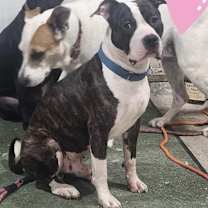 Thumbnail photo of Deebo #3