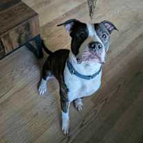 Thumbnail photo of Deebo #4