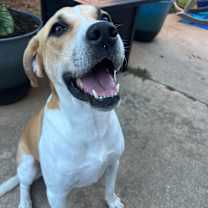 Thumbnail photo of Rusty #2