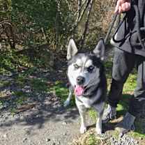 Thumbnail photo of Fire #1