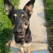 Thumbnail photo of Bruno #2