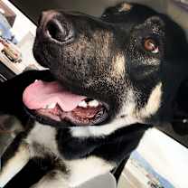 Thumbnail photo of Bruno #3