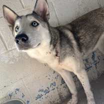 Thumbnail photo of Frosty #2