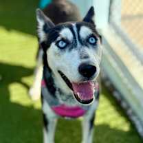 Thumbnail photo of Marimo #1