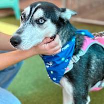 Thumbnail photo of Marimo #2