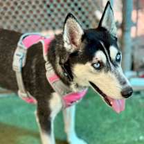 Thumbnail photo of Marimo #3