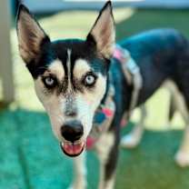 Thumbnail photo of Marimo #4