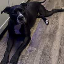 Thumbnail photo of Bo #2