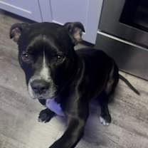 Thumbnail photo of Bo #3