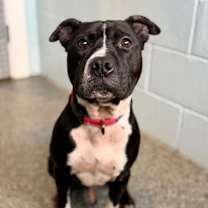 Thumbnail photo of Cody #1