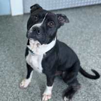 Thumbnail photo of Cody #3