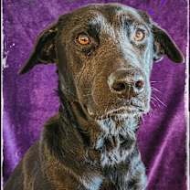 Thumbnail photo of Stormy #1