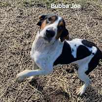 Thumbnail photo of Bubba Joe #4