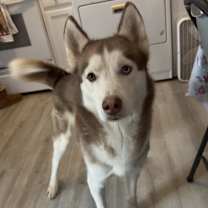 Thumbnail photo of Oso #2