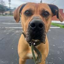 Thumbnail photo of Fitzwilliam #2