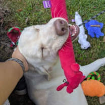 Thumbnail photo of Ludwig #4