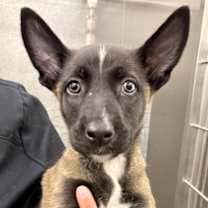 Thumbnail photo of Final Girl #1