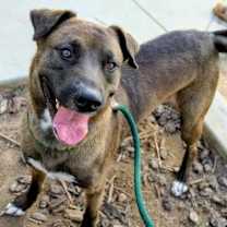 Thumbnail photo of Brownie #2