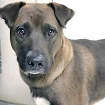 Thumbnail photo of Brownie #3