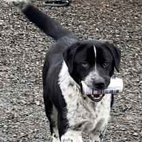 Thumbnail photo of Maverik #1