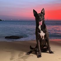 Thumbnail photo of Gracie #1