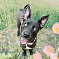 Thumbnail photo of Gracie #3