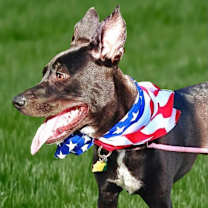 Thumbnail photo of Gracie #4