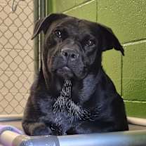 Thumbnail photo of Velvet #1