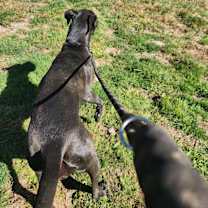 Thumbnail photo of Darcey #3