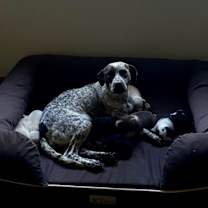 Thumbnail photo of Sweet Caroline  #2