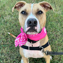 Thumbnail photo of Peach P4P #2