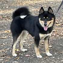 Thumbnail photo of Reggie #1