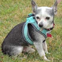 SOCKS-SENIOR SEEKING SENIOR