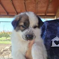 Thumbnail photo of Babe #2