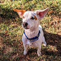 Thumbnail photo of Remi #3