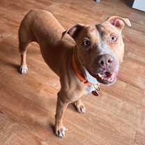 Thumbnail photo of DOLLY #1