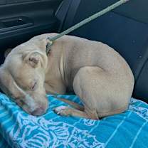 Thumbnail photo of DOLLY #2