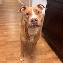 Thumbnail photo of DOLLY #3