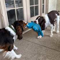 Thumbnail photo of Ranger #3