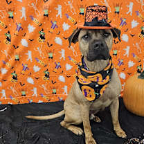 Thumbnail photo of Whiskey #2