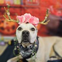 Thumbnail photo of Athena #2