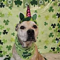 Thumbnail photo of Athena #4