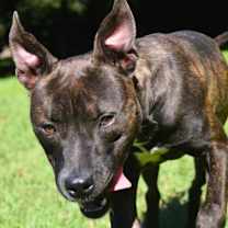 Thumbnail photo of Beanie Baby #3