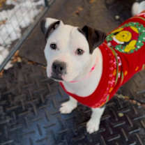 Thumbnail photo of Mama Goose Oreo #2