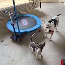 Thumbnail photo of Mama Goose Oreo #3