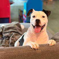 Thumbnail photo of Mama Goose Oreo #4