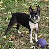 Thumbnail photo of Ziggy #3