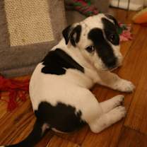 Thumbnail photo of Picual #2