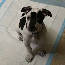 Thumbnail photo of Picual #3